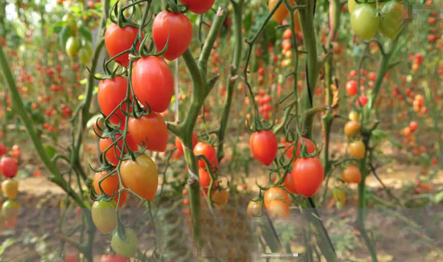 金福艺农番茄联合国休闲农业园